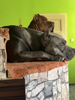 Prodám American bully xx