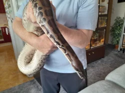 Python curtus curtus