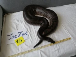 Python curtus curtus