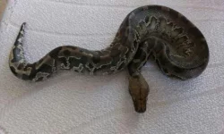Python curtus curtus