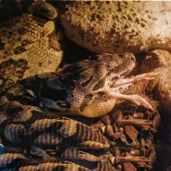 Hroznýš Dumerilův + terárium KOMPLET