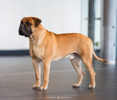 Bullmastiff chovný pes, nabídka krytí