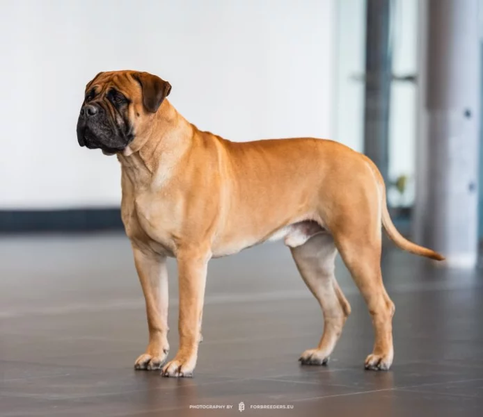 Bullmastiff chovný pes, nabídka krytí