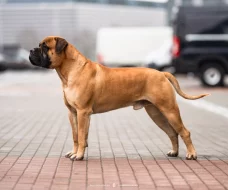 Bullmastiff chovný pes, nabídka krytí
