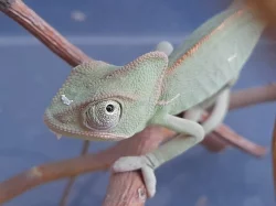 CHAMELEON JEMENSKÝ