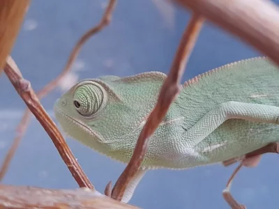 CHAMELEON JEMENSKÝ