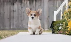 Vynikající štěňata Pembroke Welsh Corgi