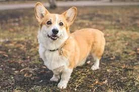 Vynikající štěňata Pembroke Welsh Corgi