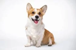 Vynikající štěňata Pembroke Welsh Corgi