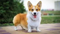 Vynikající štěňata Pembroke Welsh Corgi
