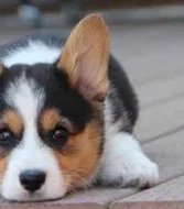 Vynikající štěňata Pembroke Welsh Corgi