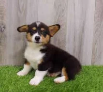 Vynikající štěňata Pembroke Welsh Corgi