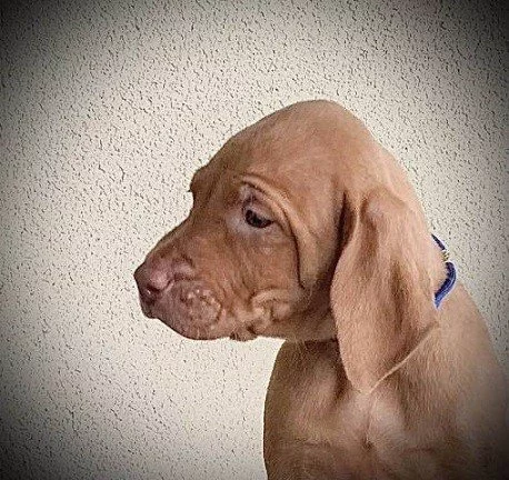 Maďarský ohař krátkosrstý - Vizsla štěňata