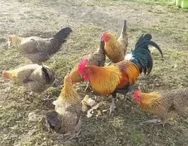 Nabízím prodej drůbeže / NV z naší farmy