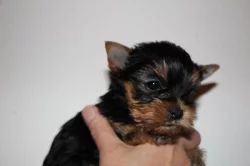Yorkshire terrier