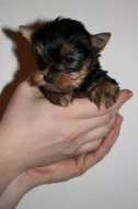 Yorkshire terrier