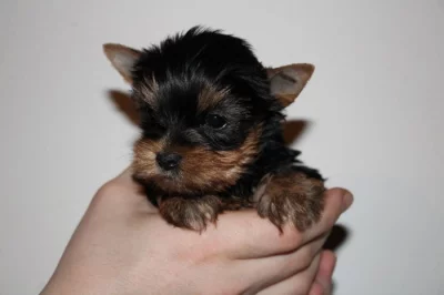 Yorkshire terrier