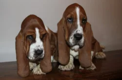 Basset Hound