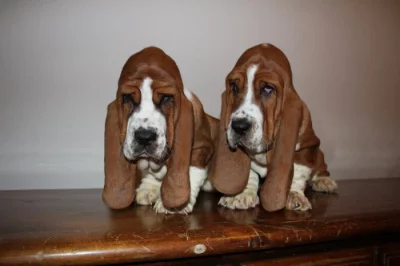 Basset Hound