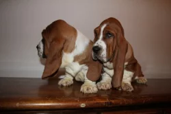 Basset Hound
