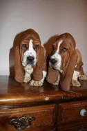 Basset Hound