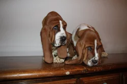 Basset Hound
