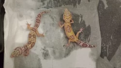 Gekončík noční (Eublepharis macularius)