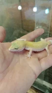 Gekončík noční (Eublepharis macularius)