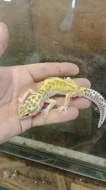 Gekončík noční (Eublepharis macularius)