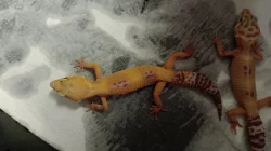 Gekončík noční (Eublepharis macularius)