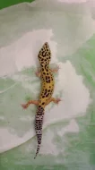 Gekončík noční (Eublepharis macularius)