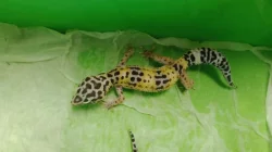 Gekončík noční (Eublepharis macularius)