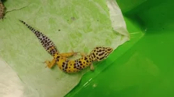 Gekončík noční (Eublepharis macularius)