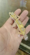 Gekončík noční (Eublepharis macularius)