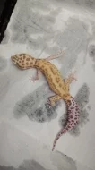 Gekončík noční (Eublepharis macularius)