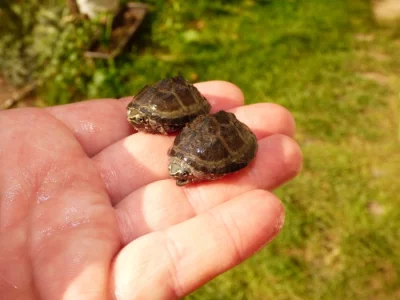 Klapavka obecná (Sternotherus odoratus) vlastní odchov