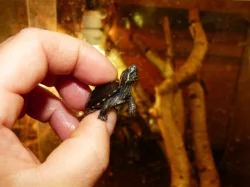 Klapavka obecná (Sternotherus odoratus) vlastní odchov