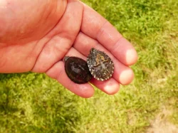 Klapavka obecná (Sternotherus odoratus) vlastní odchov