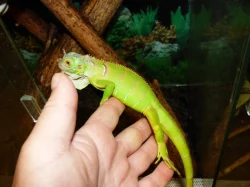 Leguán zelený (Iguana iguana)