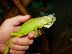 Leguán zelený (Iguana iguana)