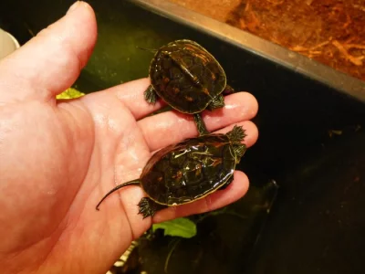 Želva čínská (Mauremys sinensis)
