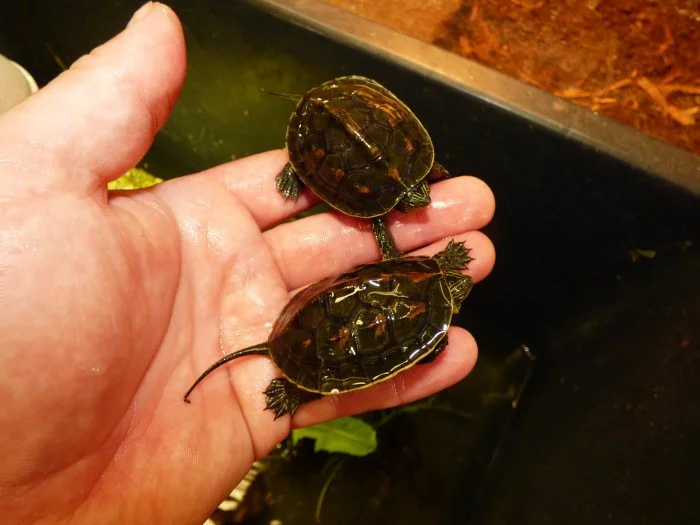 Želva čínská (Mauremys sinensis)
