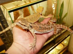 Agama vousatá (Pogona vitticeps)