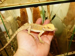 Agama vousatá (Pogona vitticeps)