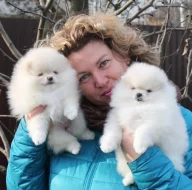 Pomeranian štěňata