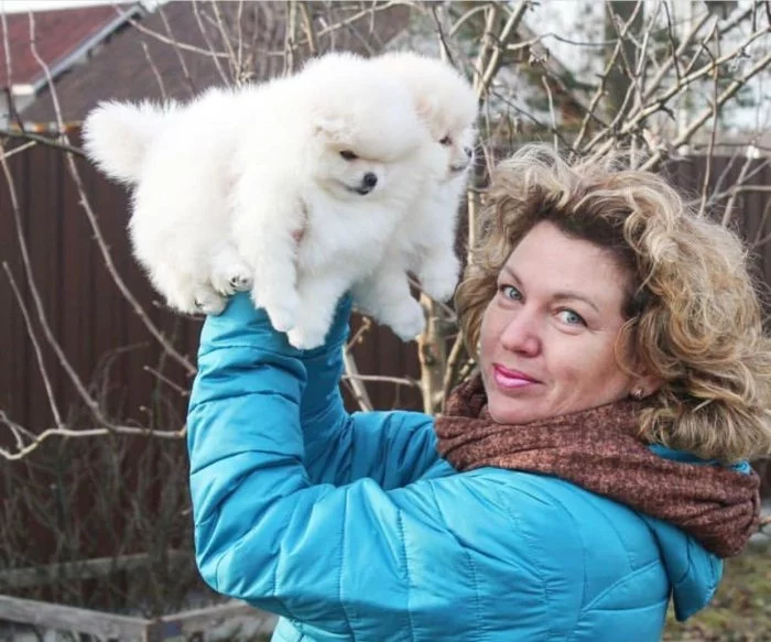 Pomeranian štěňata