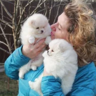 Pomeranian štěňata