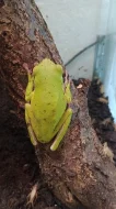 Rosnice běloretá (Litoria infrafrenata)