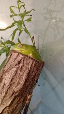 Rosnice běloretá (Litoria infrafrenata)