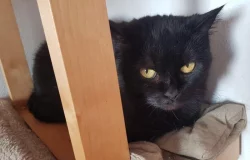 Starší kočička Fany hledá nový domov